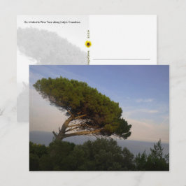 Amalfi Kust Paraplu Denneboom, Italië - ansichtkaa Briefkaart