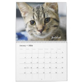 Amanda Flower Kattenkalender 2025 Kalender (Jan 2026)