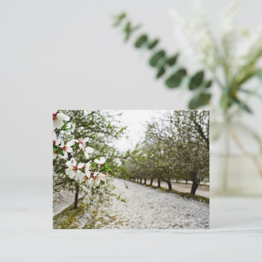 Amandelbloei in Californië Briefkaart (Staand voorkant)