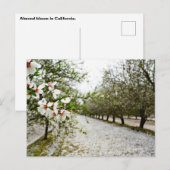 Amandelbloei in Californië Briefkaart (Voorkant / Achterkant)