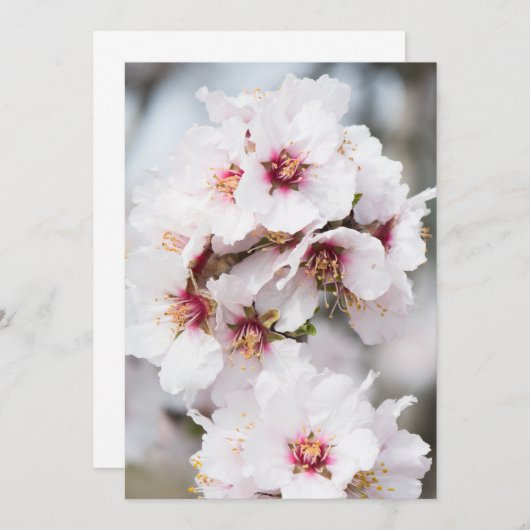 Amandelbloei Kaart (Voorkant / Achterkant)