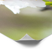 Amandelbloei Poster (Hoek)