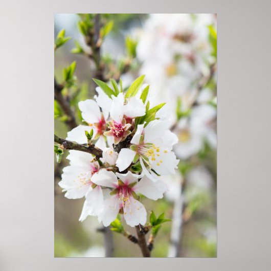 Amandelbloei Poster (Voorkant)