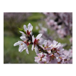 Amandelbloesem close-up perfect poster