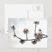 amandelboom briefkaart (Voorkant / Achterkant)