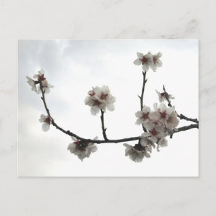 amandelboom briefkaart