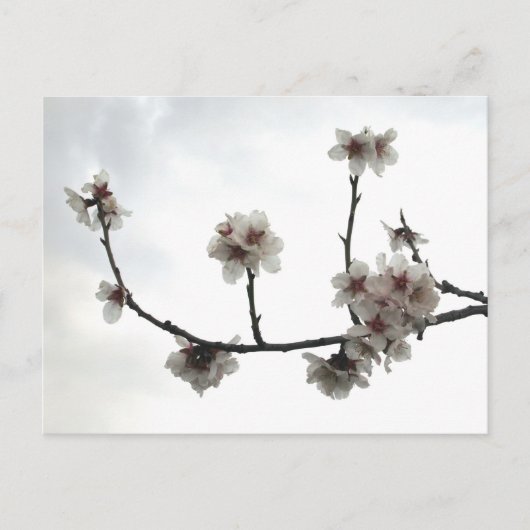 amandelboom briefkaart (Voorkant)