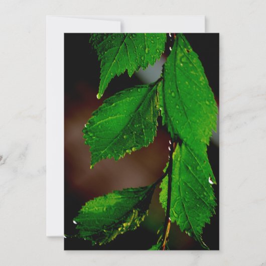 Amandelboom verlaat uitnodiging (Voorkant)