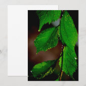 Amandelboom verlaat uitnodiging (Voorkant / Achterkant)