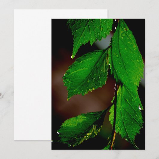 Amandelboom verlaat uitnodiging (Voorkant / Achterkant)