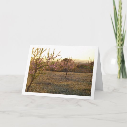 Amandelboomgaard in de lente kaart (Voorkant)