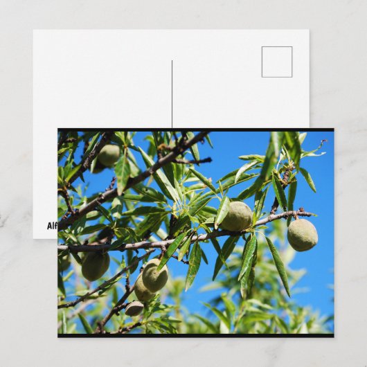 Amandelen in Blauwe Lucht Briefkaart (Voorkant / Achterkant)