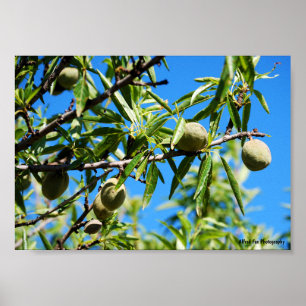 Amandelen in Blauwe Lucht Poster