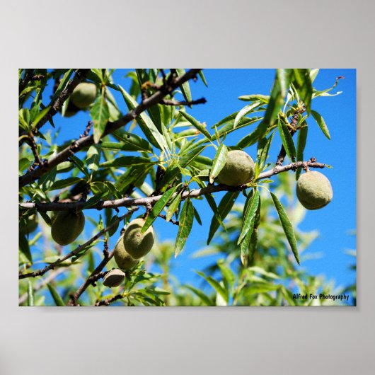 Amandelen in Blauwe Lucht Poster (Voorkant)