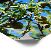 Amandelen in Blauwe Lucht Poster (Hoek)