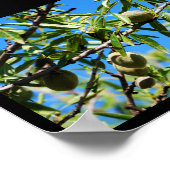 Amandelen in Blauwe Lucht Poster (Hoek)