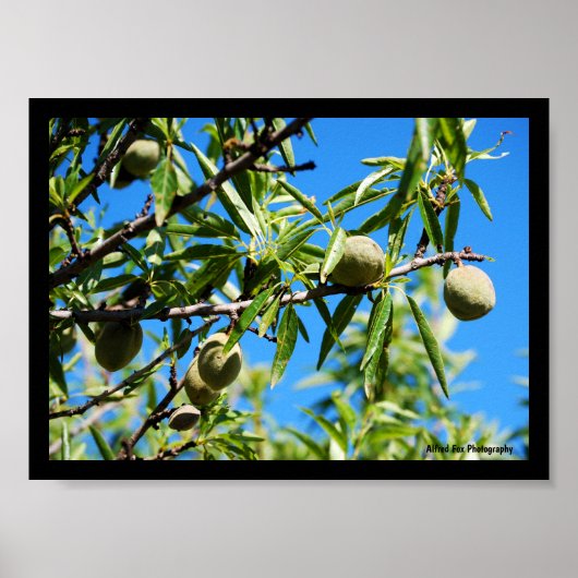Amandelen in Blauwe Lucht Poster (Voorkant)