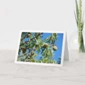 Amandelen op Boomtak Kaart (Voorkant)