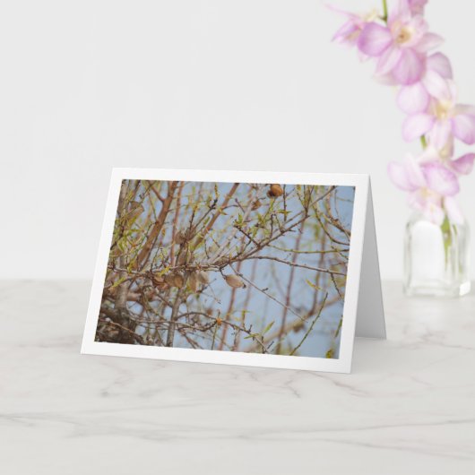 Amandelen op Branch Kaart (Orchidee)