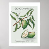 Amandelen,  Poster met botanische illustratie (Voorkant)
