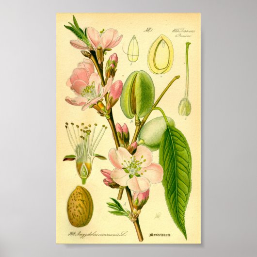 Amandelen (Prunus amygdalus) Poster (Voorkant)