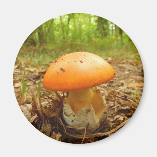 Amanita Caesarea Mushroom Magnet (Voorkant)