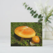 Amanita Caesarea paddenstoel Briefkaart (Staand voorkant)