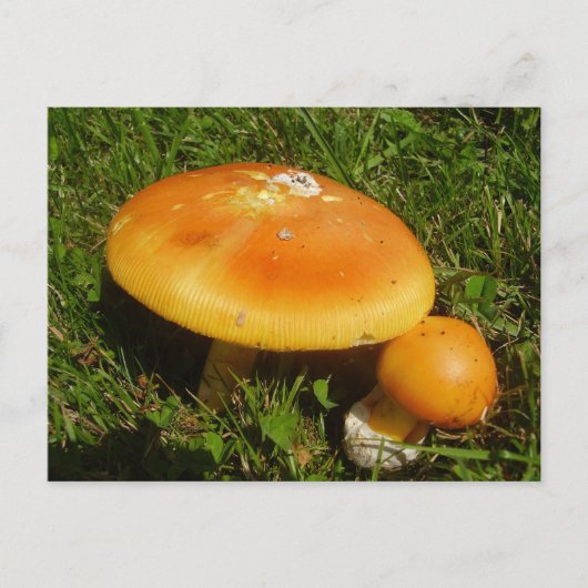 Amanita Caesarea paddenstoel Briefkaart (Voorkant)
