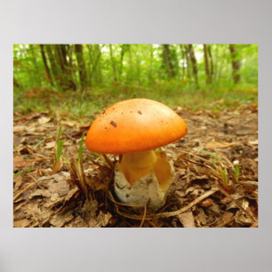 Amanita Caesarea paddenstoel Poster