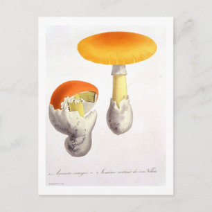 Amanita Caesaria uit 'Phytographie Medicale' door Briefkaart