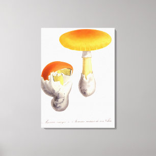 Amanita Caesaria uit 'Phytographie Medicale' door Canvas Afdruk