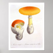 Amanita Caesaria uit 'Phytographie Medicale' door  Poster (Voorkant)