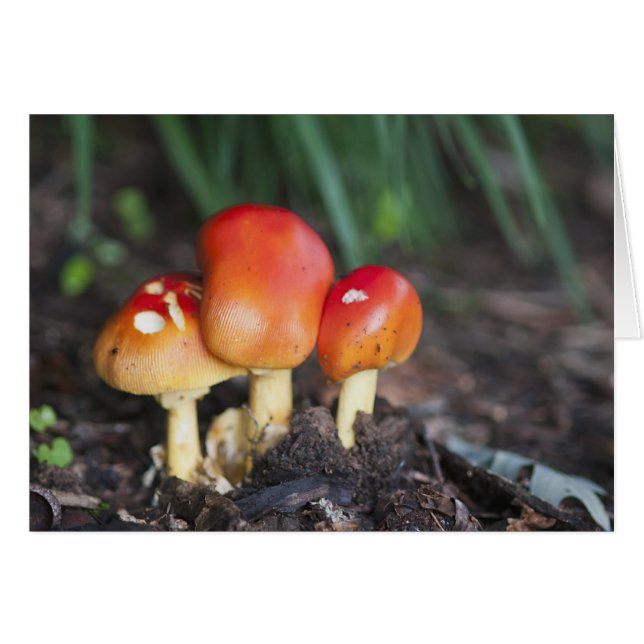 Amanita familie paddenstoel (Voorkant Horizontaal)