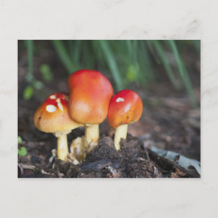 Amanita familie paddenstoel briefkaart