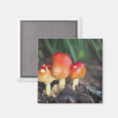 Amanita familie paddenstoel magneet (Voorkant / Achterkant)