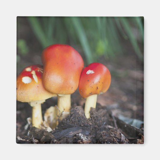 Amanita familie paddenstoel magneet (Voorkant)
