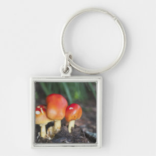 Amanita familie paddenstoel sleutelhanger