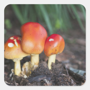 Amanita familie paddenstoel vierkante sticker