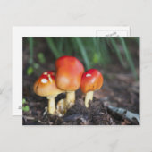 Amanita-gezamer Briefkaart (Voorkant / Achterkant)