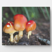 Amanita-gezamer Fotoplaat (Voorkant)