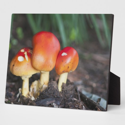 Amanita-gezamer Fotoplaat (Zijkant)