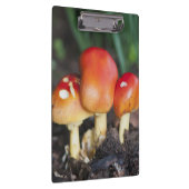 Amanita-gezamer Klembord (Rechts)