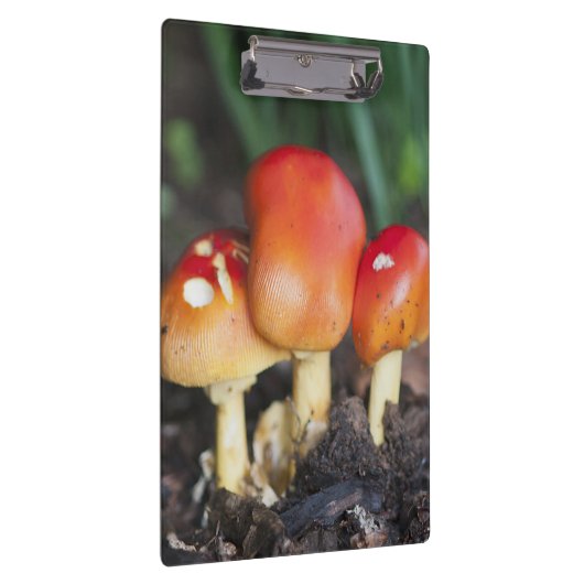 Amanita-gezamer Klembord (Rechts)