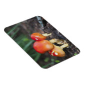 Amanita-gezamer Magneet (Rechterzijde)