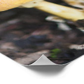 Amanita-gezamer Poster (Hoek)