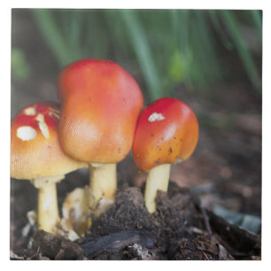 Amanita-gezamer Tegeltje