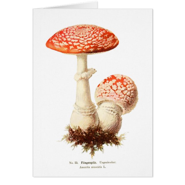 Amanita muscaria (Voorkant)