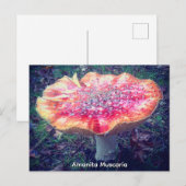 Amanita Muscaria Briefkaart (Voorkant / Achterkant)