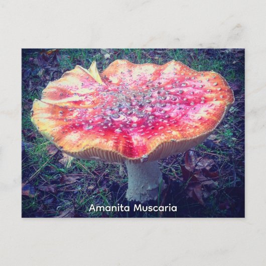 Amanita Muscaria Briefkaart (Voorkant)