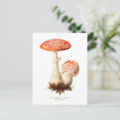 Amanita muscaria briefkaart (Staand voorkant)